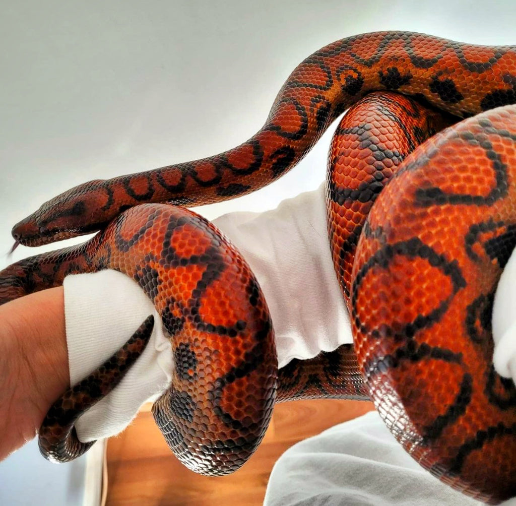 RAINBOW BOA