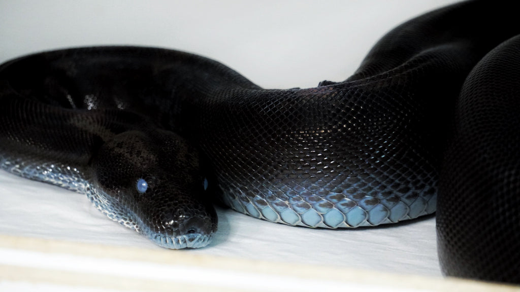 IMG (Increasing Melanistic Gene)